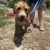 Elvira, Flausch auf vier Pfoten
