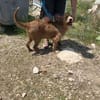 Elvira, Flausch auf vier Pfoten