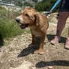 Elvira, Flausch auf vier Pfoten