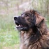 Arco, sportl. großer Familienhund