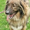 Arco, sportl. großer Familienhund