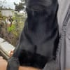 Der kleine Gino
