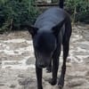 Der kleine Gino