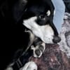 Sanfter und sensibler Peppino sucht .