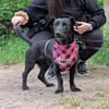 Bill wartet auf Pflegestelle in Hamburg