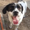 Freundlicher Toffee sucht seine Familie