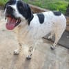 Freundlicher Toffee sucht seine Familie