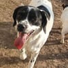 Freundlicher Toffee sucht seine Familie