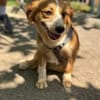 Pippa, zarte Hündin sucht ihr Zuhause