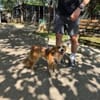 Pippa, zarte Hündin sucht ihr Zuhause