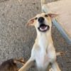 Dori