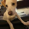 Manolo auf der Suche nach Glück 82284