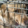 Wer hat ein Herz für Nala?