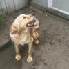 Wer hat ein Herz für Nala?