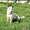 Aiko auf Pflegestelle