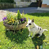 Aiko auf Pflegestelle