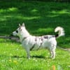 Aiko auf Pflegestelle