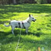 Aiko auf Pflegestelle