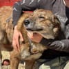 Marius ist ein Gute-Laune-Hund
