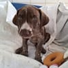 Jasper - junger Wilder sucht Zuhause