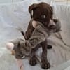 Jasper - junger Wilder sucht Zuhause