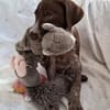 Jasper - junger Wilder sucht Zuhause