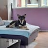 Wer schenkt Pearl ein Zuhause?