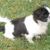 Barney in 47551 Bedburg-Hau #