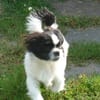 Barney in 47551 Bedburg-Hau #