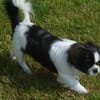 Barney in 47551 Bedburg-Hau #