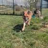 BALOO
