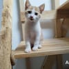 ASKO