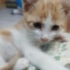 ASKO