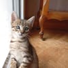 AZUKI (TRIX)QCT