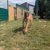 PACCO