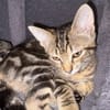 PHOEBE