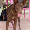 DOLORES (Maria)