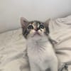 Chipie