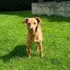 Sanfte Olgi 3 Jahre Mischling