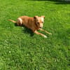 Sanfte Olgi 3 Jahre Mischling