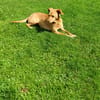 Sanfte Olgi 3 Jahre Mischling