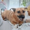FIETE, kleiner Herzensbrecher