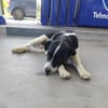 Damiansucht ein schönes Zuhause