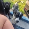 Damiansucht ein schönes Zuhause