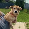 ängstliche Seniorin Lissa (Tierschutz)