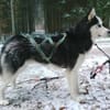 FELIX 2 ist liebenswert und freundlich