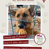 Doro sucht ab November ein zu Hause