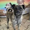 Rifki sucht ab November ein zu Hause