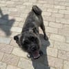 Rifki sucht ab November ein zu Hause