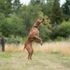 Schröder sucht seinen Endplatz